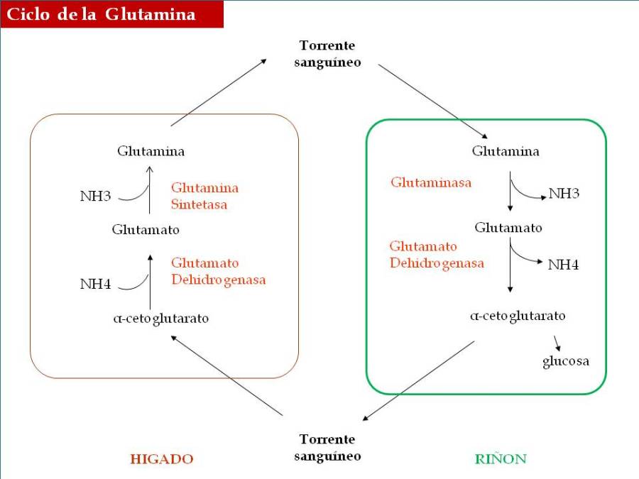 ciclo-de-la-glutamina
